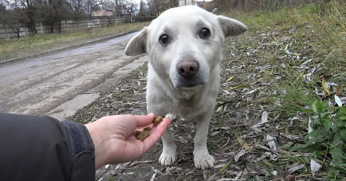 Lost Dog Wandering a Railway Track - You Won''t Believe What Happened When His Owner Was Contacted!