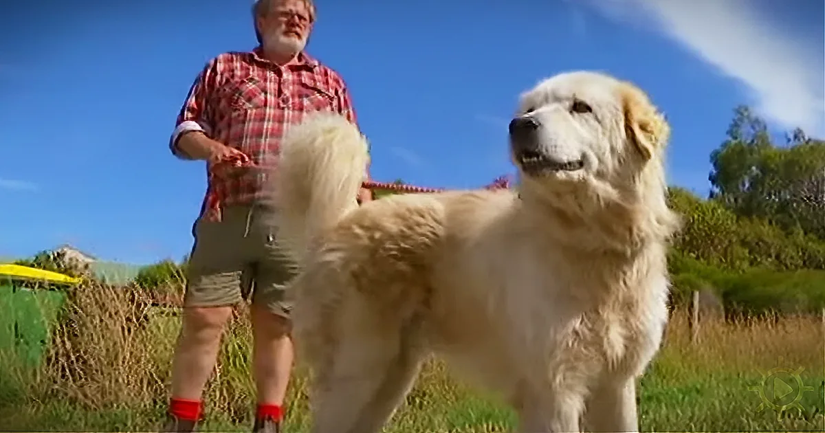 Sheepdog Guardians Protect Threatened Rare Penguins, Foxes Almost Hunt Them to Extinction