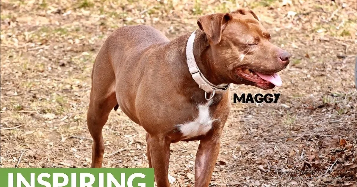 A brown dog named Maggy stands outdoors with a white collar, surrounded by dry leaves.