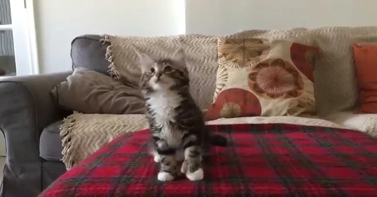 A fluffy kitten with white and gray fur stands on a red plaid blanket, looking up.