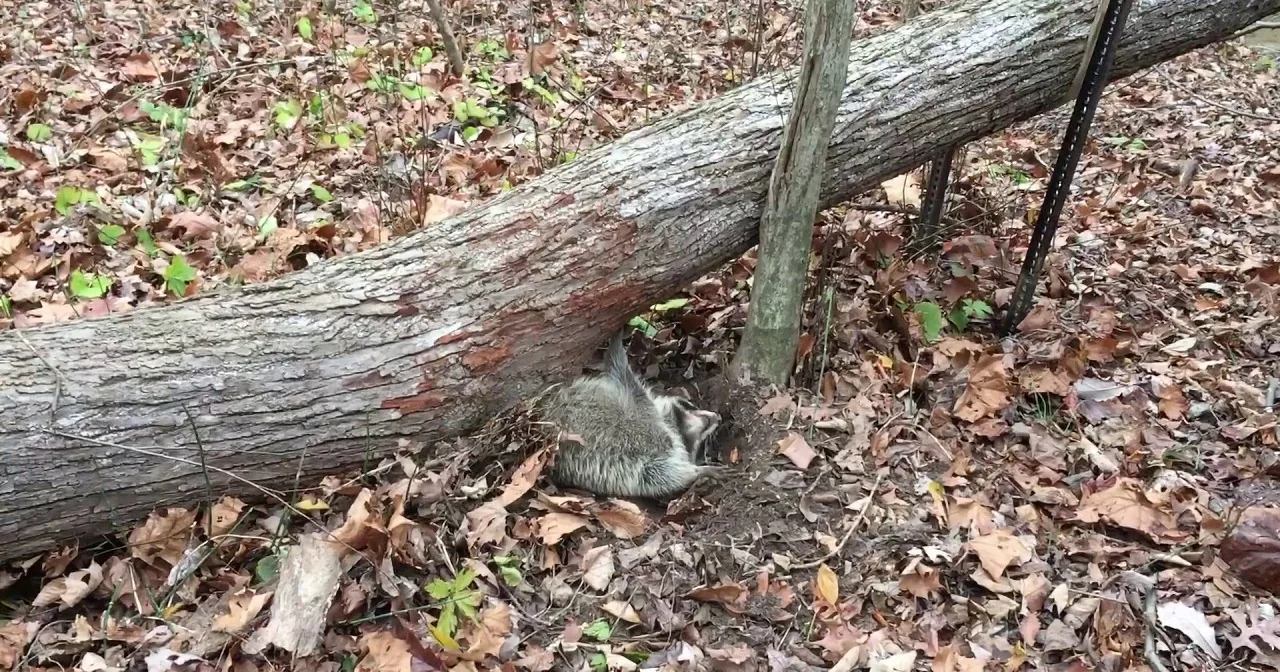 A Raccoon Gets Trapped Under a Tree. Watch What He Does When Rescuers Approach.