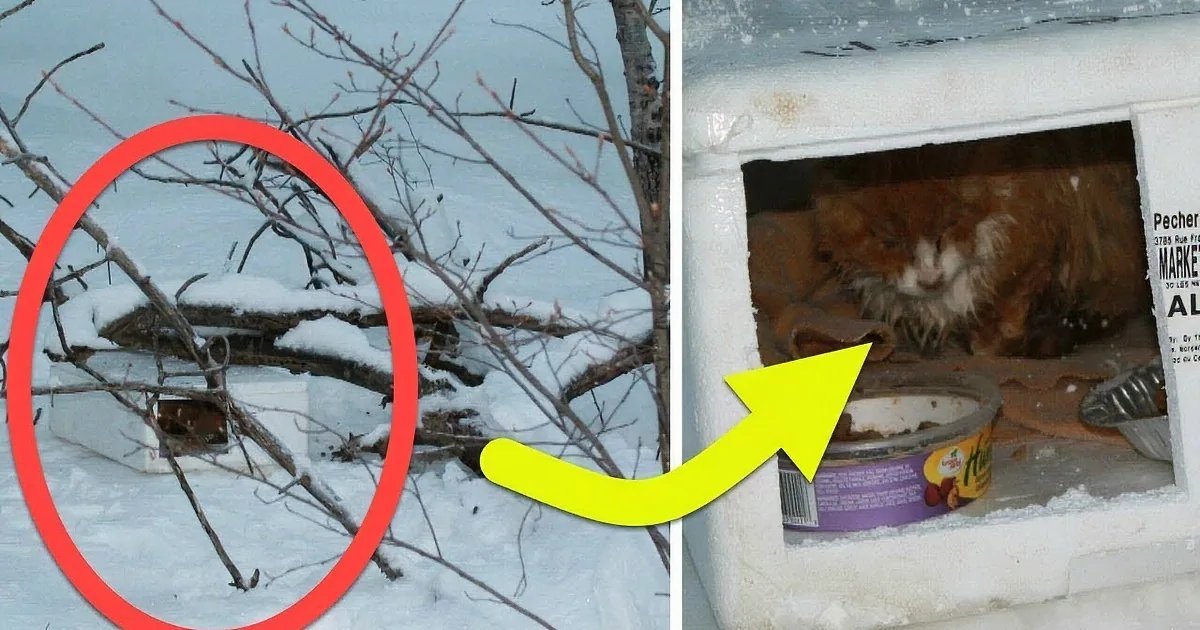 A red-circled object in the snow points to a cat inside a frozen shelter.