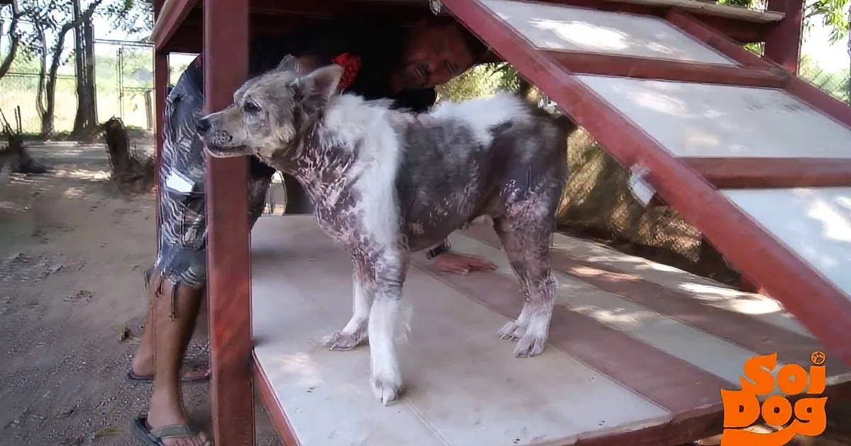 A Dog Does a Happy Dance When He Hears He''s Been Adopted After 4 Years at a Shelter