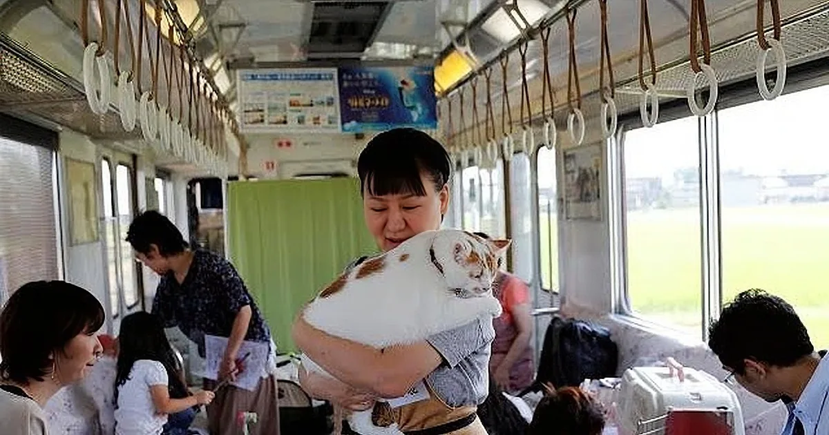 All Aboard the Cat Train: a Unique Event to Help Stray Cats
