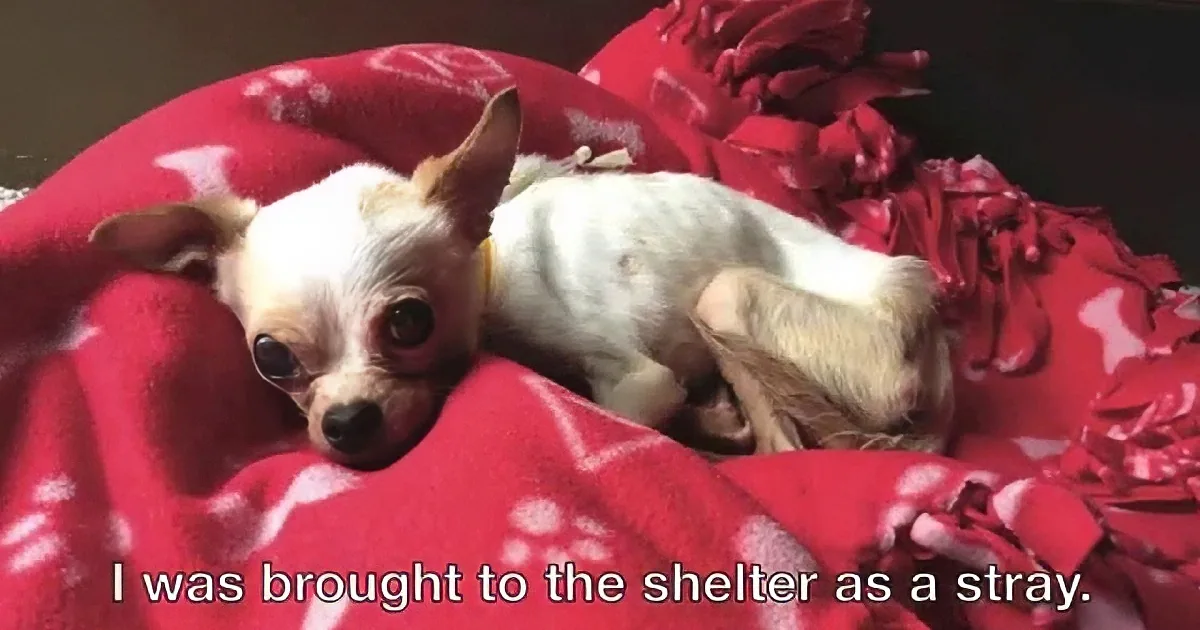 Puppy Too Weak to Stand Is Rescued - Her Story Will Bring You to Tears