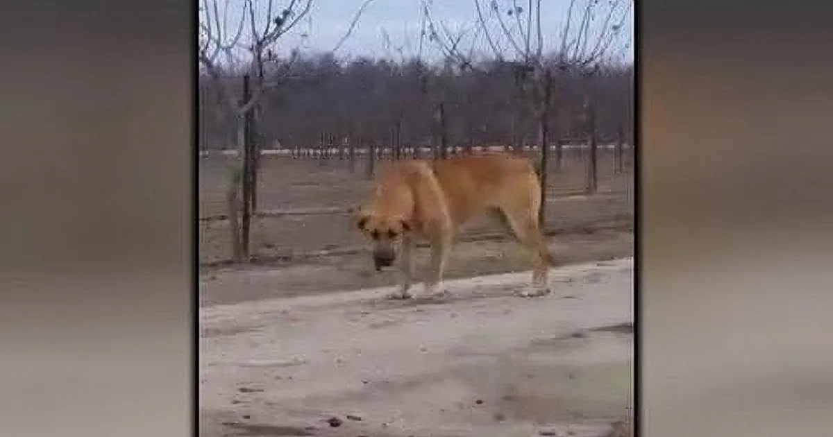 A dog stands on a dirt path, sniffing the ground, with bare trees and a fence in the background.