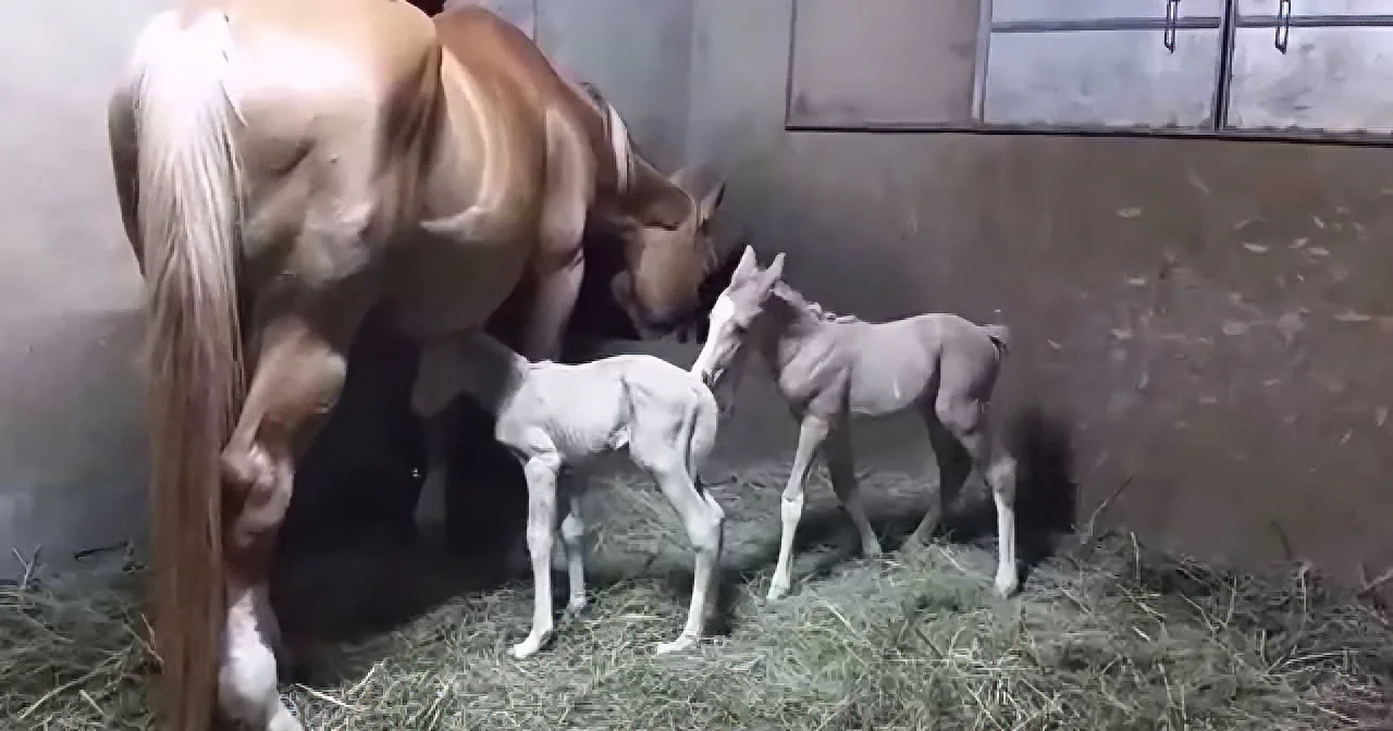 Mare Was Pregnant With Her First Foal - What Happened Next Is Incredible!