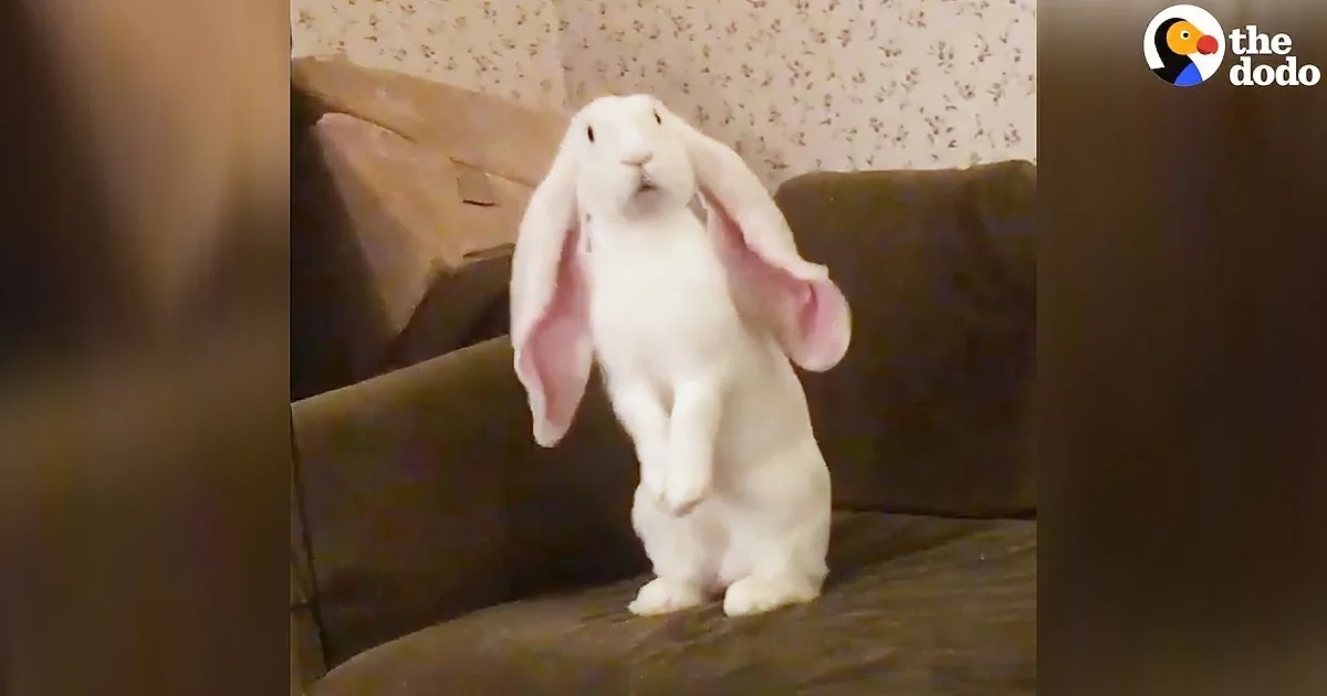 Cute-Furry-Bunny Runs Amok, Doesn't Know How Big His Ears Are.