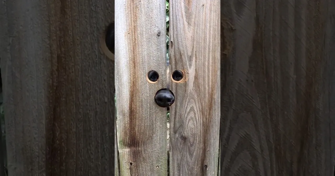 A wooden fence with two holes resembling eyes and a black object resembling a nose.