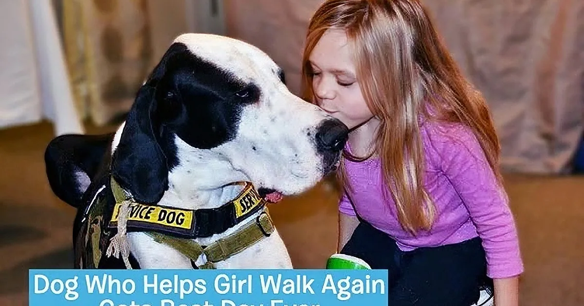 A girl kisses a large black and white dog wearing a service dog vest.