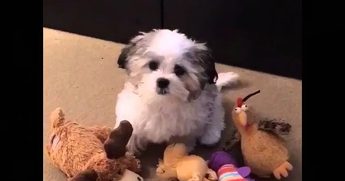 Dad Asks Cute Little Dog Who His Best Friend Is, Puppies Surprise Answer Will Crack You Up