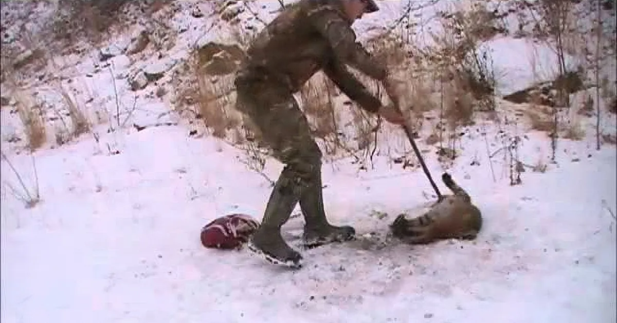 Man Finds Bobcat in Bear Trap - What Happened Next Is Incredible!