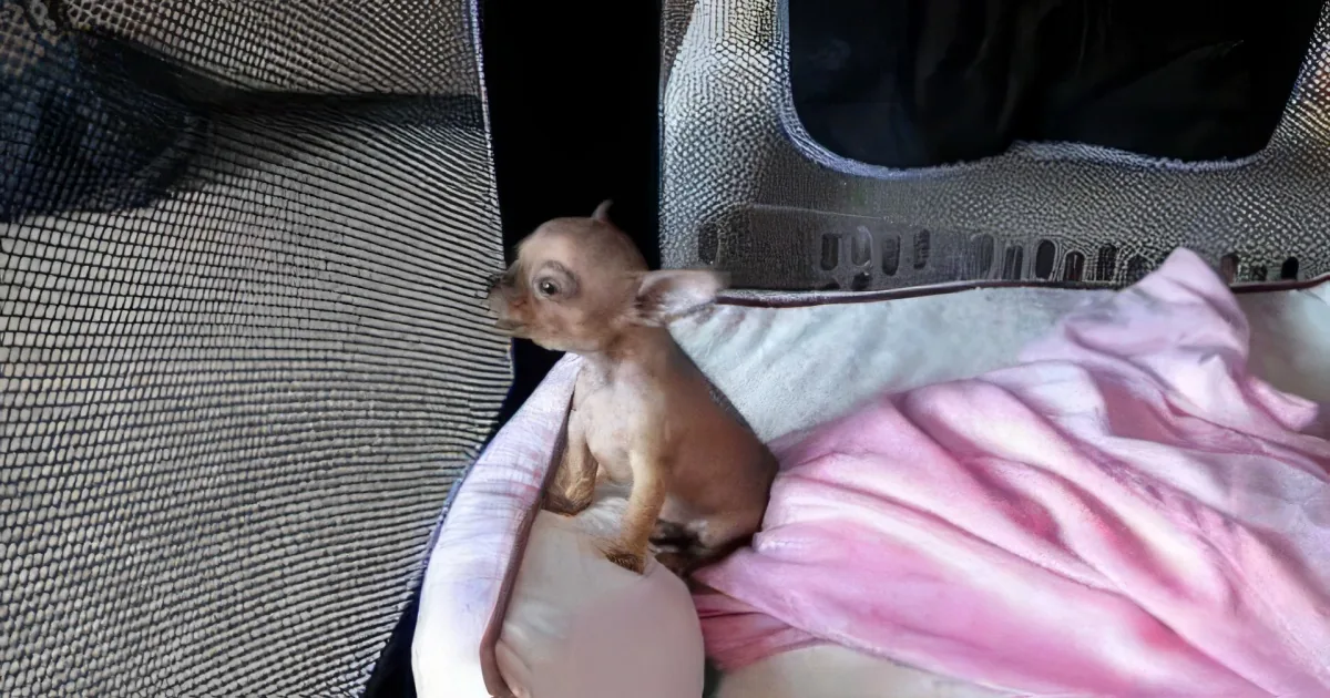 When This Baby Chihuahua Howls for the First Time, My Heart Almost Melts!
