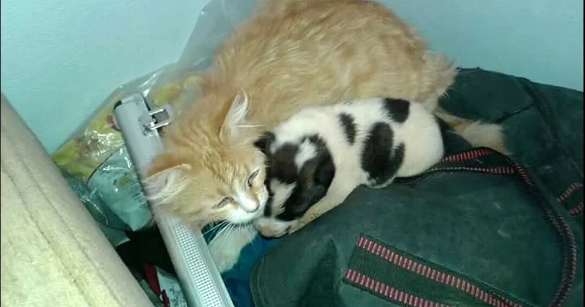 An Orphan Puppy Is Crying for Someone to Save Him When a Cat Hears Him and Does This!