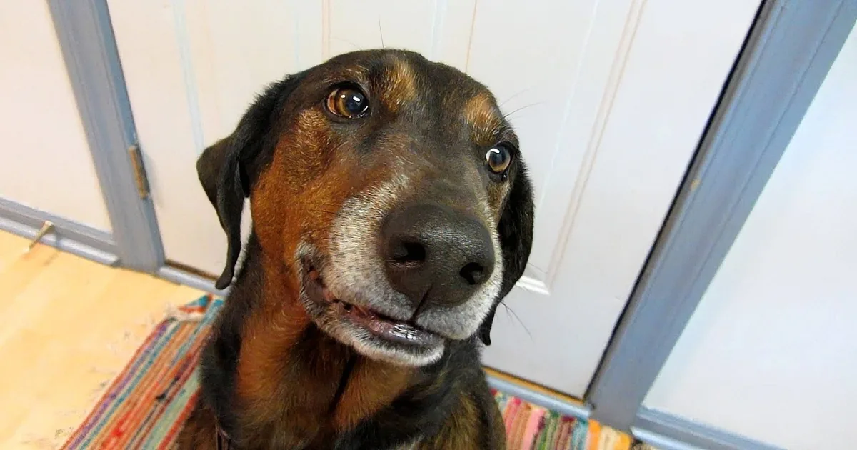 Mom Asks Her Dog if He Ate Food off the Counter. the Way He Admits It Will Make You LOL.