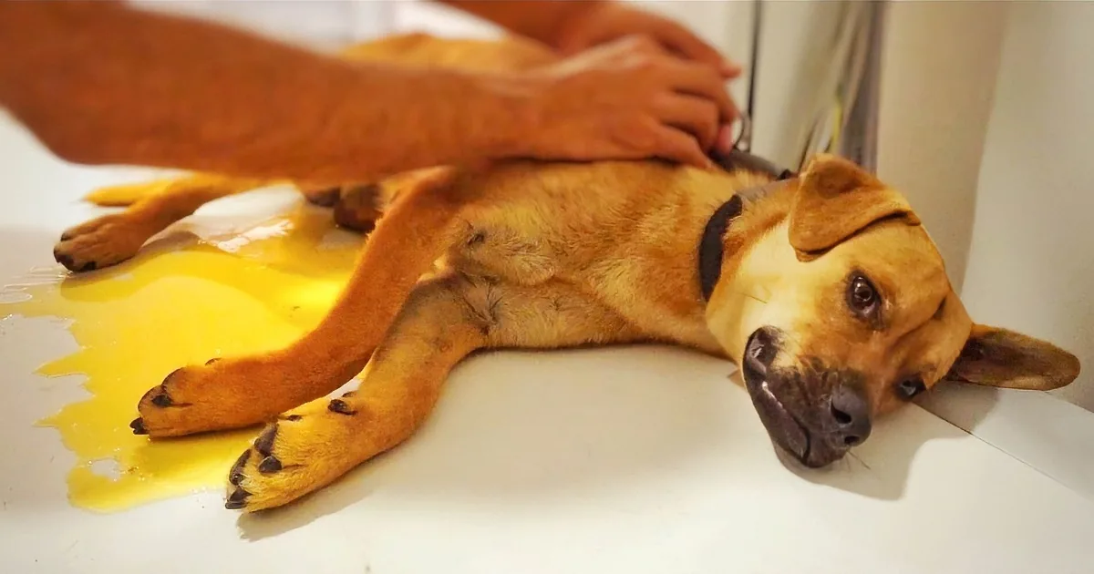 This Rescued Dog Was so Traumatized He''d Pee Whenever Touched. Look at Him Now!