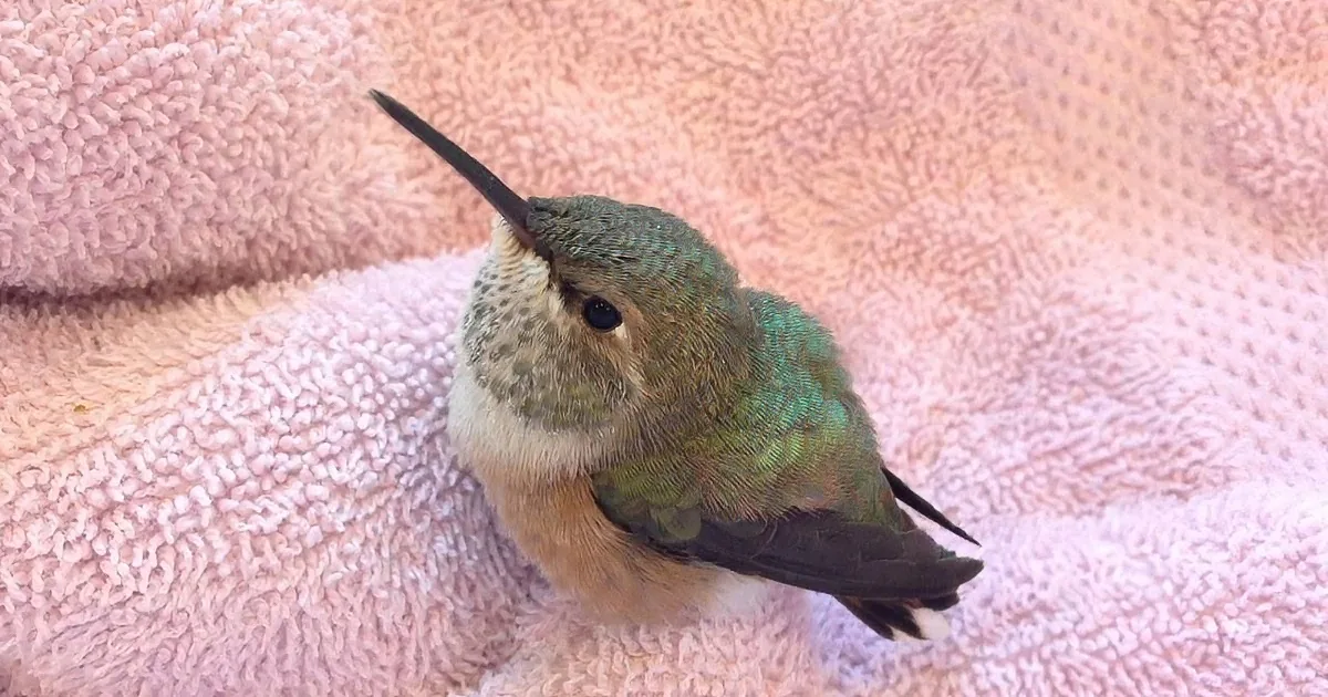A hummingbird with a long beak and green feathers rests on a pink towel.