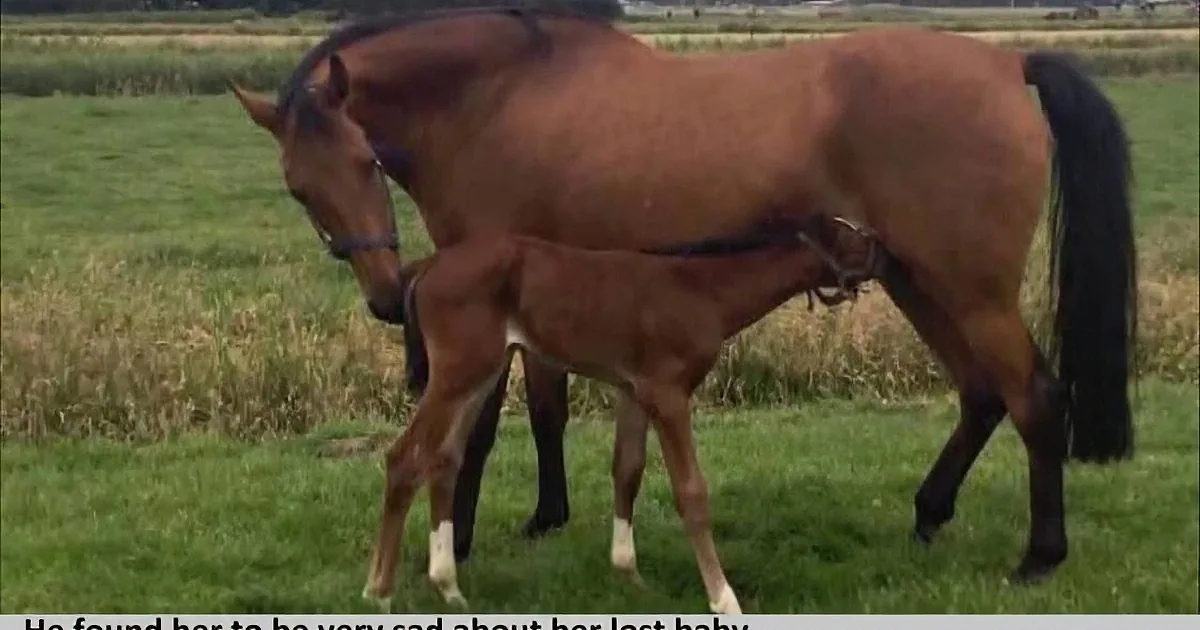 A horse and its foal are grazing in a grassy field, with the foal nursing from its mother.
