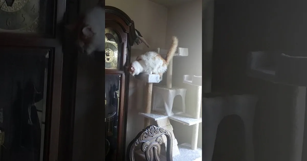 A white and orange cat is perched on a cat tree, looking down with a relaxed posture.