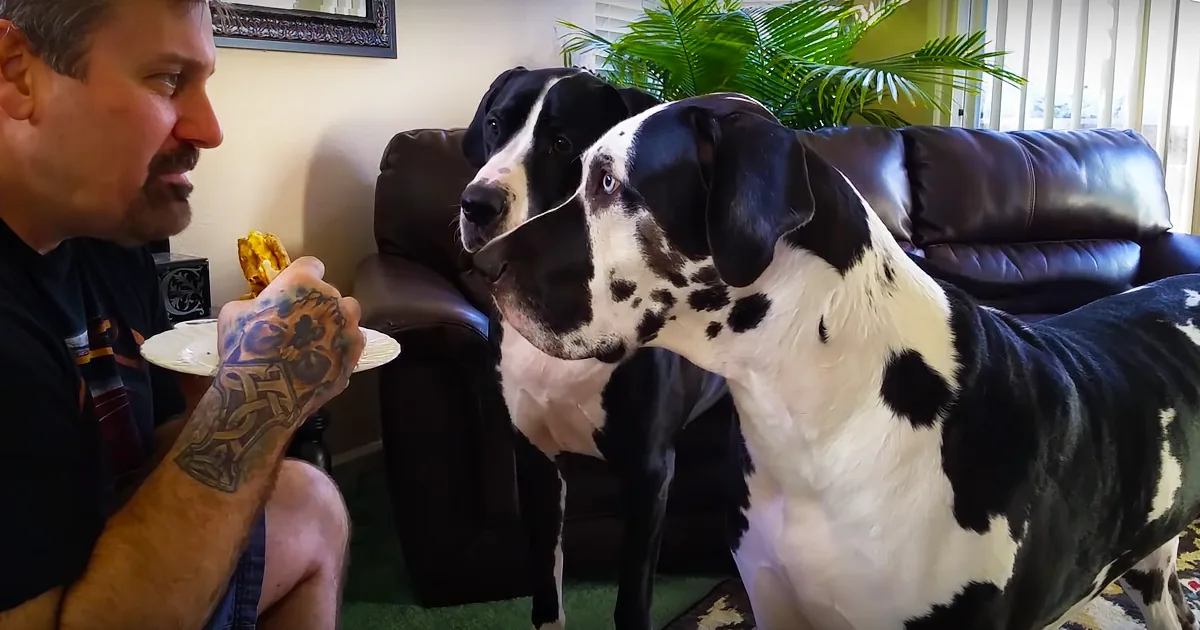 Two Dogs Throw a Cute Fit When His Owner Refuses to Share His Sandwich, Leaving Everyone in Hysterics