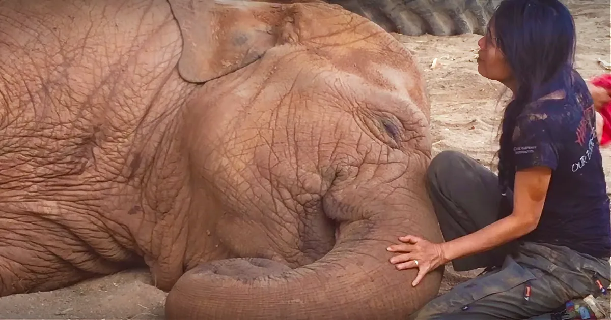 Elephant Lays Down, so Her Keeper Can Sing Her a Lullaby. Aww!