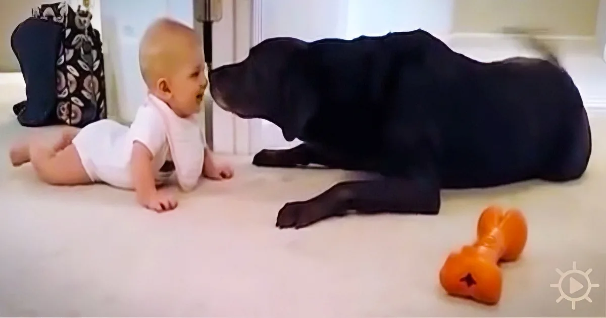 Baby''s First Crawl Caught on Camera, but It''s the Dog That Makes It a Truly Magical Moment
