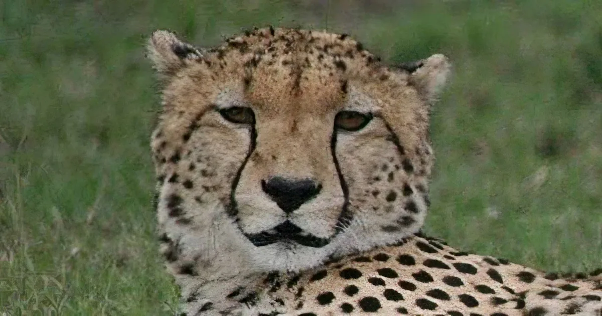 The Sound of a Lion Is Very Intimidating, but What About the Cheetah''s Roar.