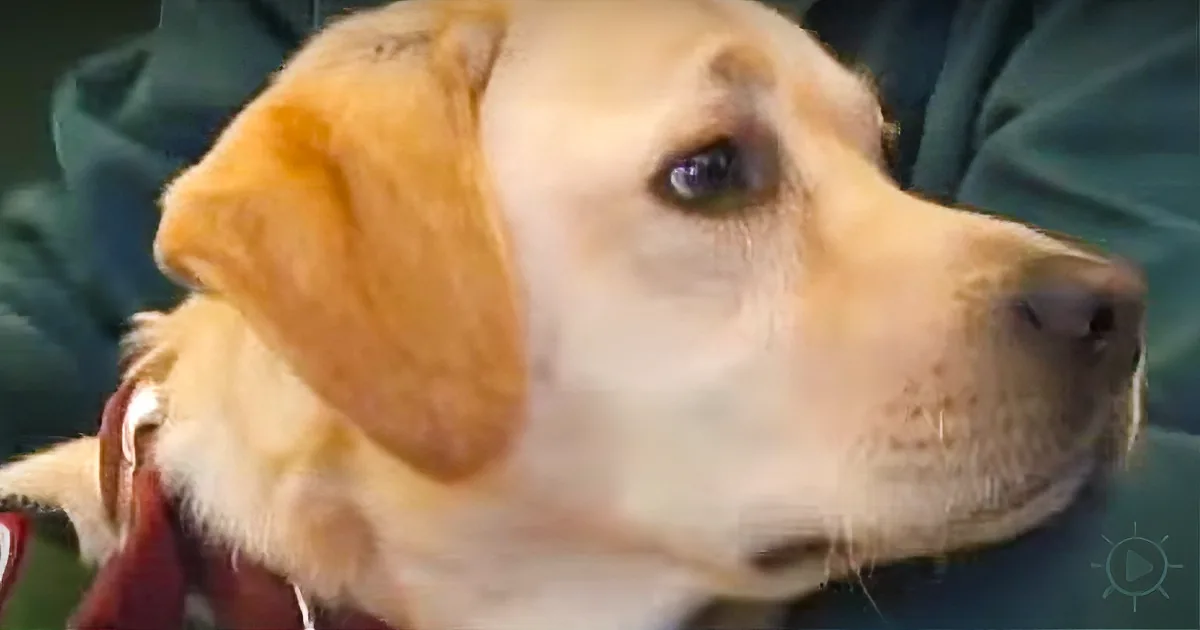 A close-up of a light-colored dog with a collar, looking slightly to the side.