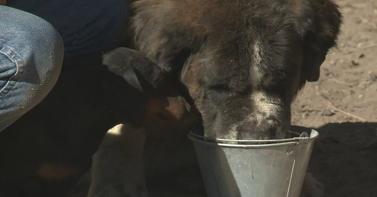 A dog drinks from a metal bucket while a person in jeans sits nearby.