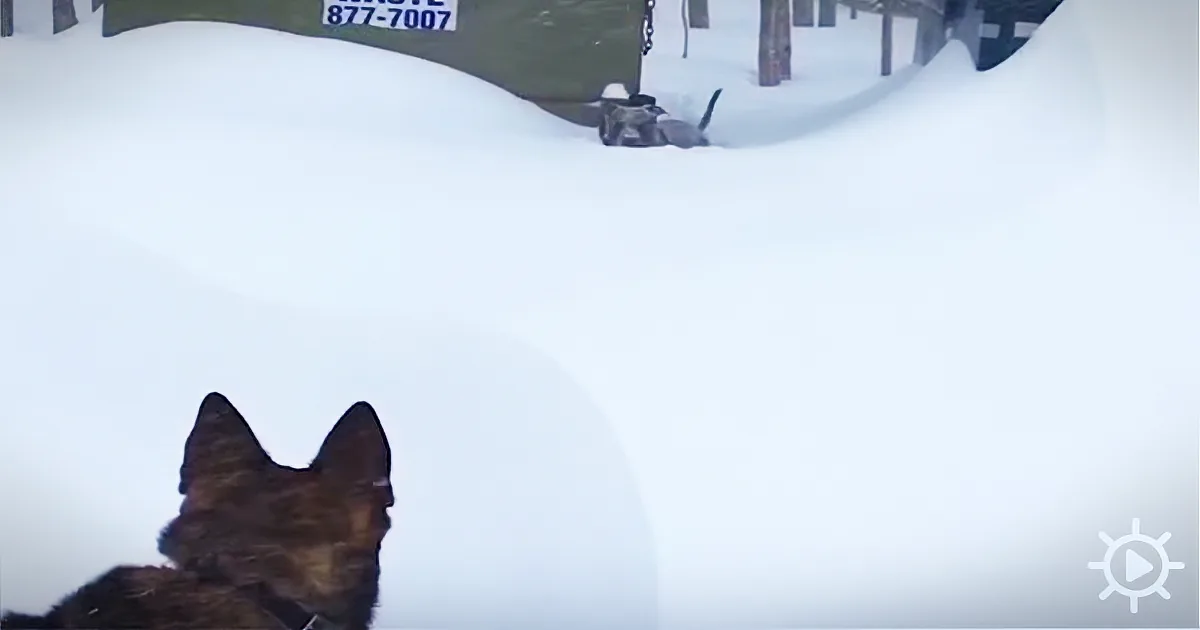 Helpless Dog Stuck in Snow Storm, Instantly Sees German Shepherd Lunging Towards Him