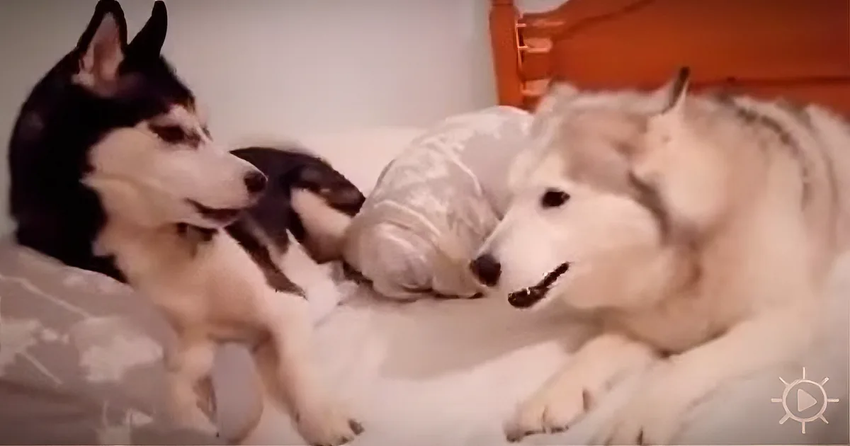 Two huskies, one black and white, the other white, are interacting on a bed with a white and gray patterned blanket.