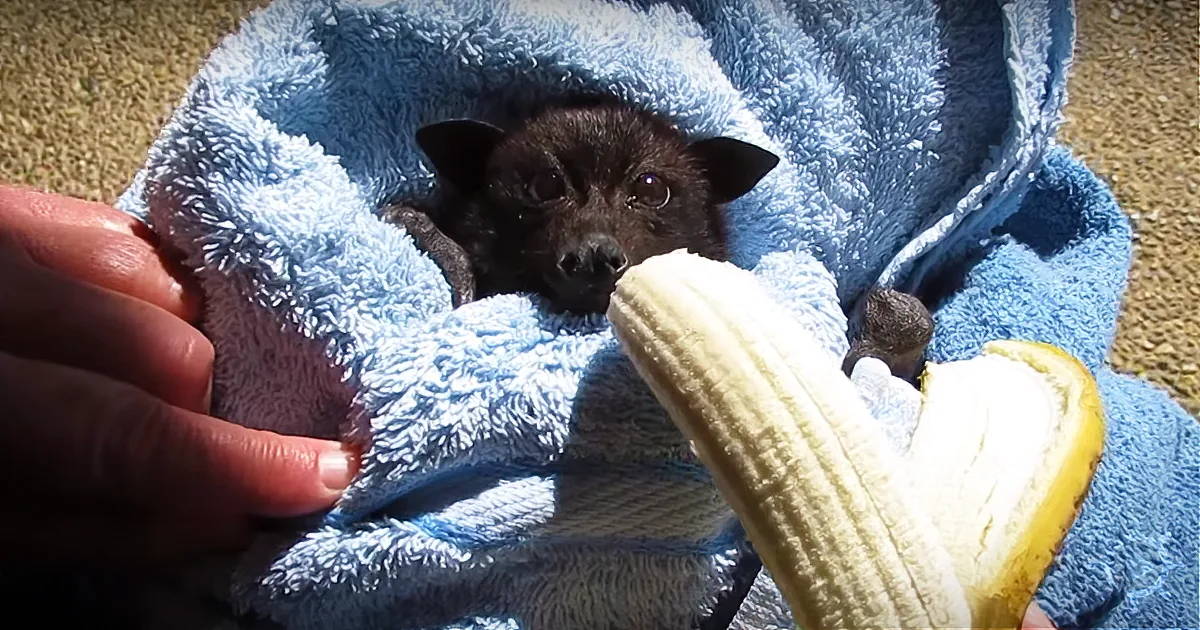 A small bat wrapped in a blue towel holds a banana, with a hand gently supporting the towel.