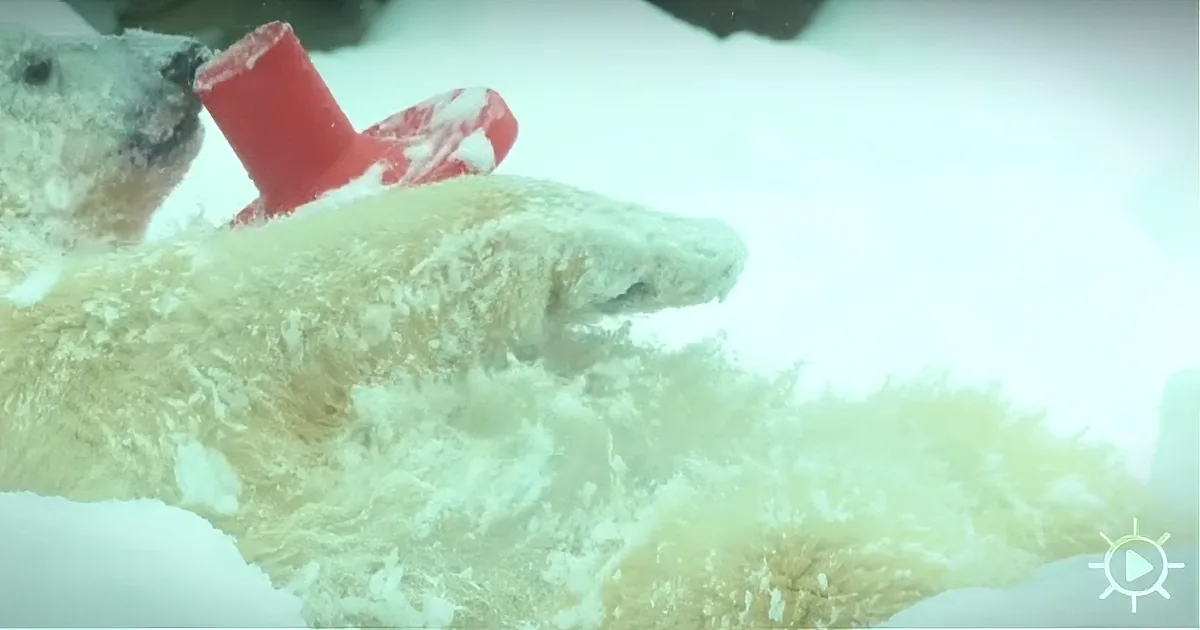 The Animals at the Zoo Have so Much Fun on a Snow Day. so Cute!