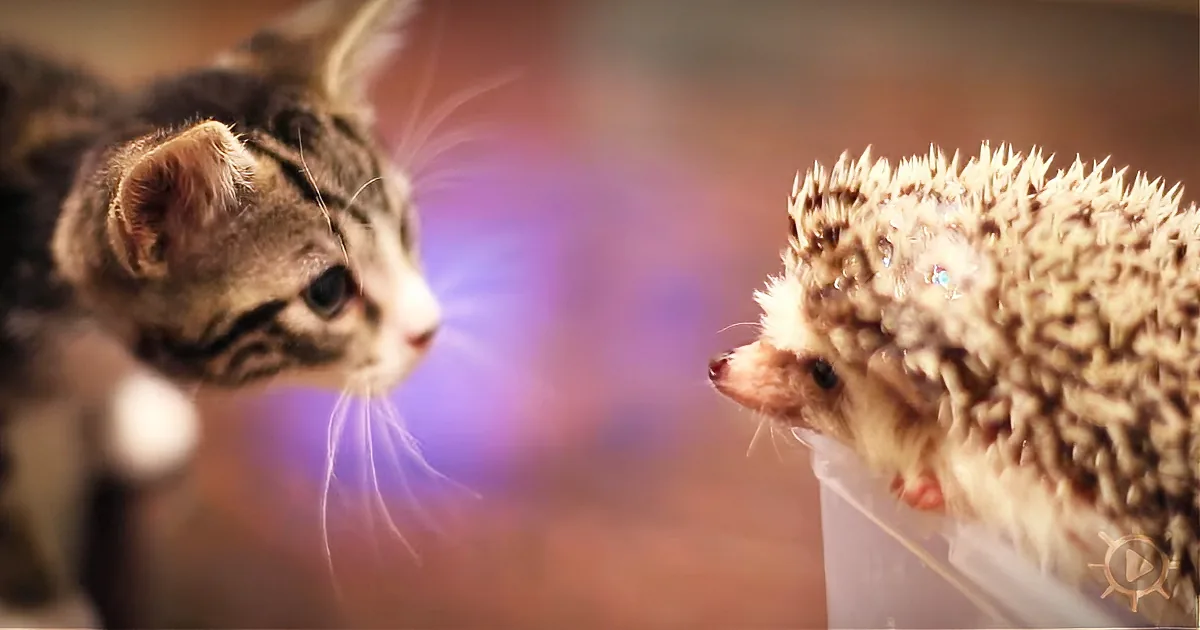 Kitten Approaches Shy Hedgehog, Seconds Later Their Interaction Is Going Viral!