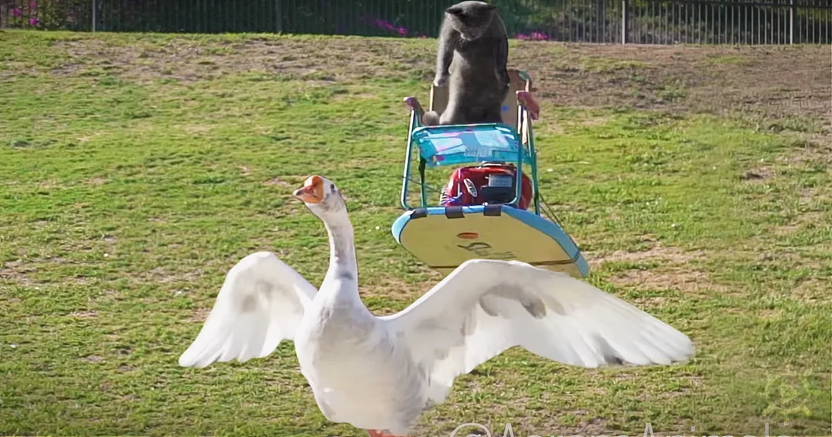 Geese Rob Cat of Treats - He Plans Revenge That Has the Internet in Splits!