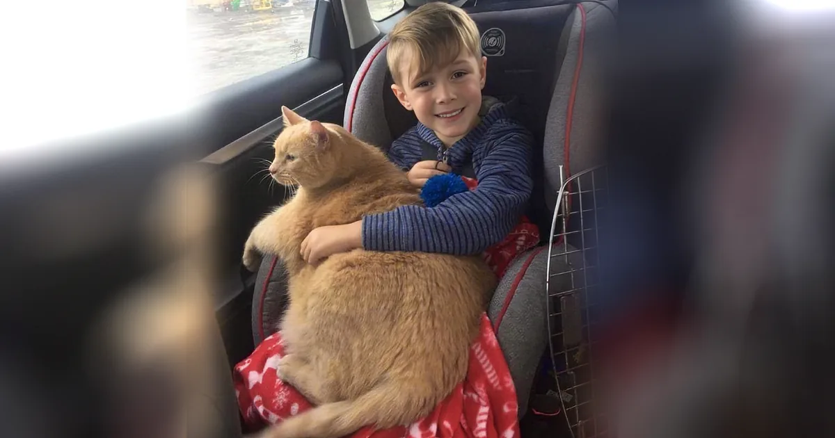 A boy sits in a car, holding a large orange cat on his lap, both smiling.