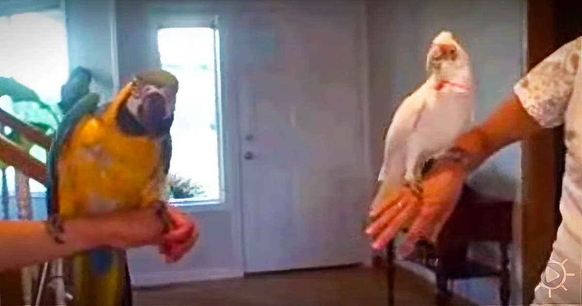 A person holds a colorful parrot on their arm while another person holds a white parrot on their hand.