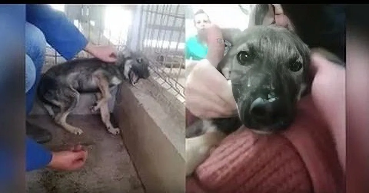 A dog is being held by a person, with another person petting it in the background.
