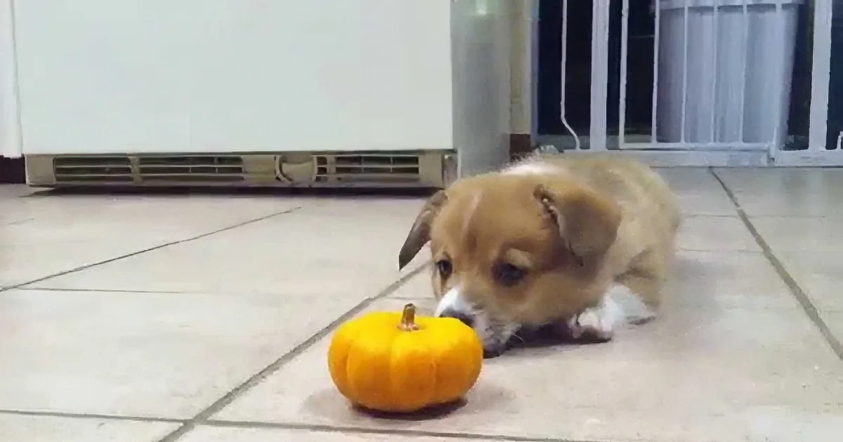 Corgi Puppy Meets Mini Pumpkin - His ''Attack'' Has the Internet Gushing!