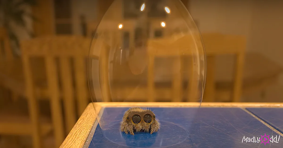 A close-up of a spider with large, prominent eyes on a blue surface, with a glass bubble above it.
