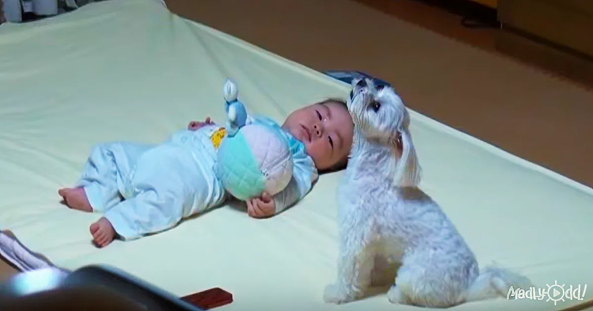 Baby Cries, but Dog Knows Exactly How to Calm Him Down and Everyone Is Loving It