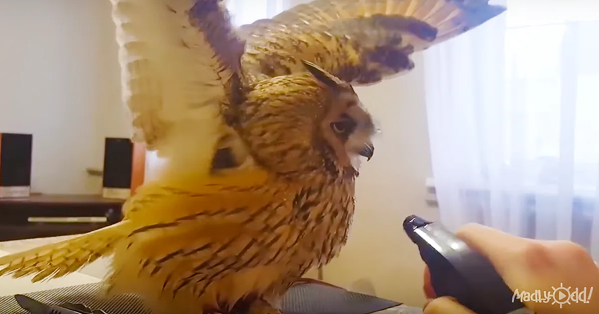 Mom Feeds Owl With Squirt Bottle, Internet in Stitches as Bird Insists on Bathing With It Instead