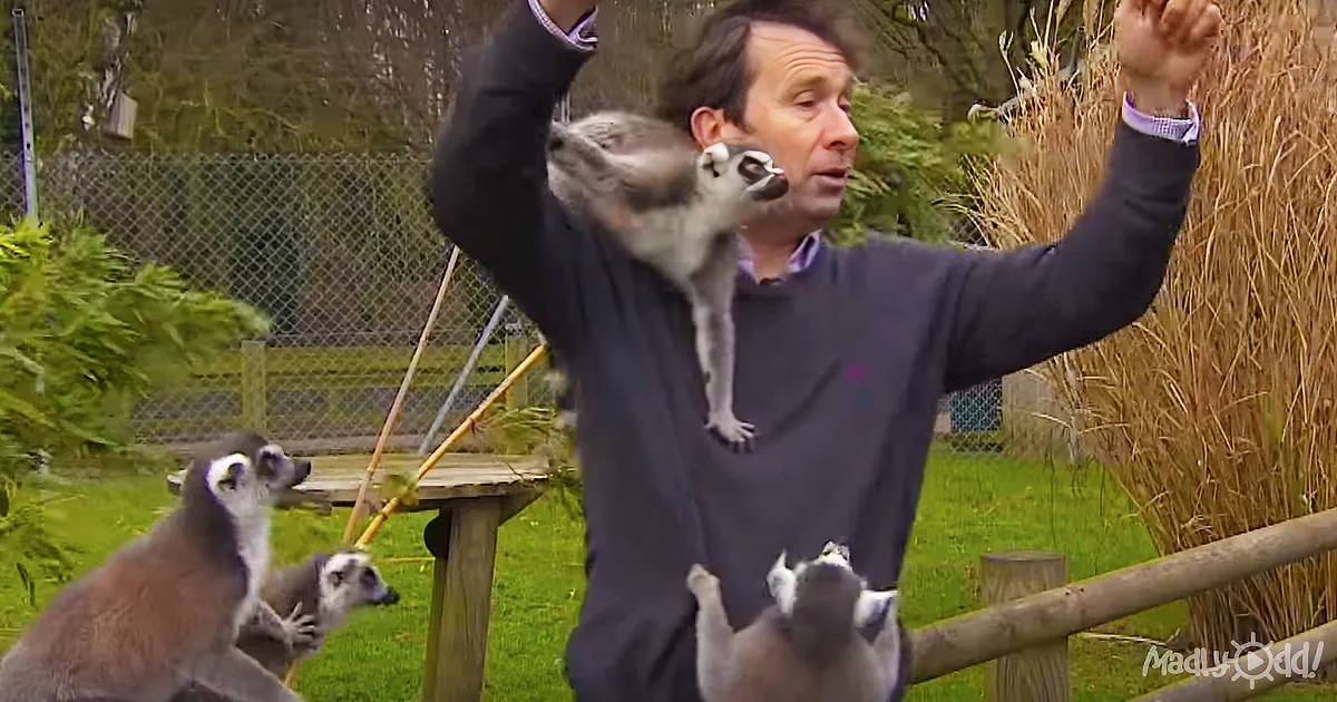A man holds a lemur on his shoulders while surrounded by other lemurs in a grassy outdoor setting.