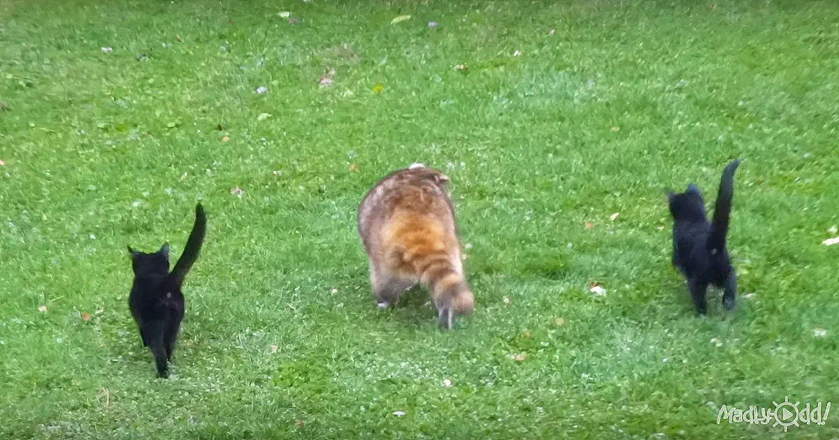 Woman Hands Blind Raccoon Food, He Returns for More but This Time With Two Tiny Bodyguards