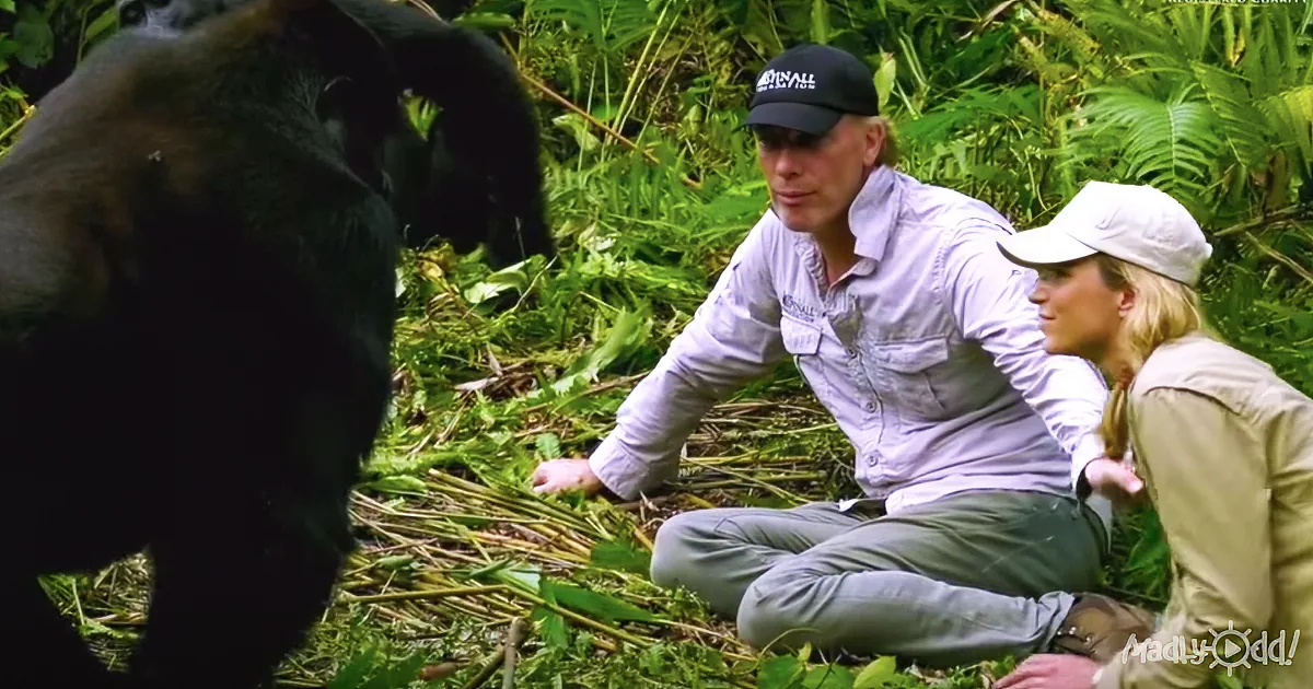 Man Introduces His Wife to a Wild Gorilla and the Ape Ends up Finding a Forever Friend