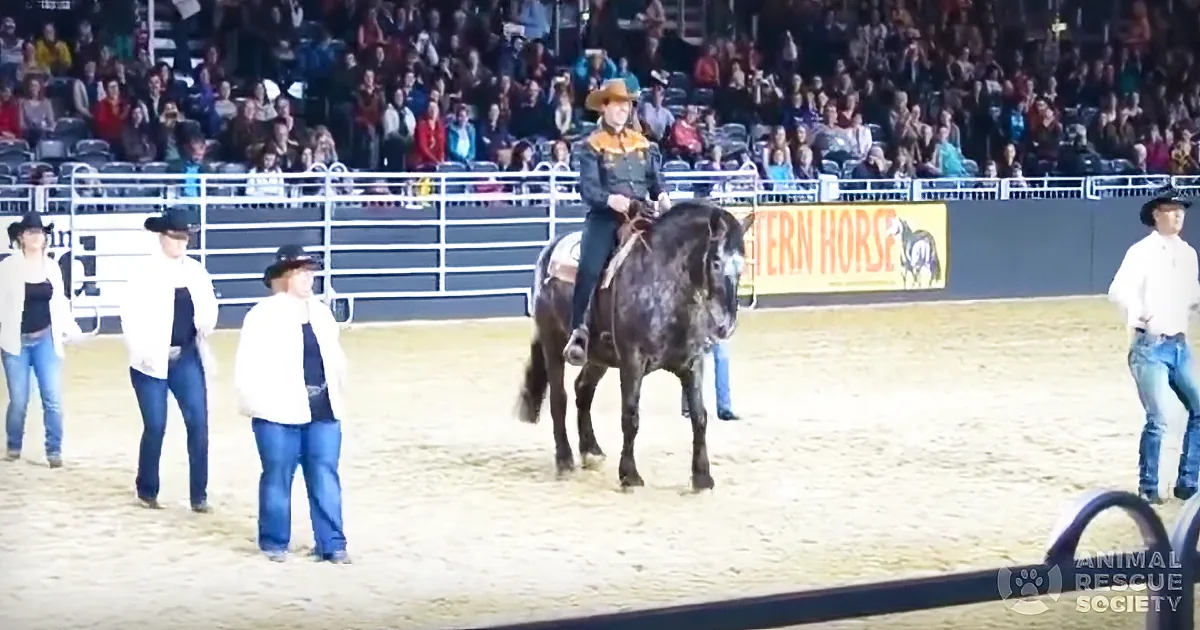 A man in a cowboy hat rides a dark horse in an arena, surrounded by spectators and other riders.