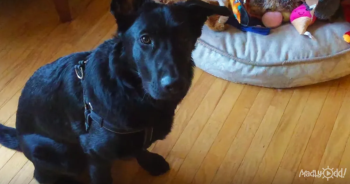 Mom Is Totally Confused by German Shepherd''s Decision When She Asks Him to Pick Toy