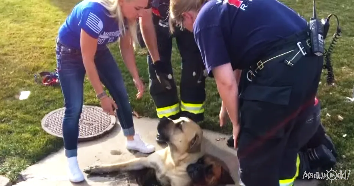 Not One, Not Two, but Three Fully Grown Mastiffs Get Stuck in a Storm Drain
