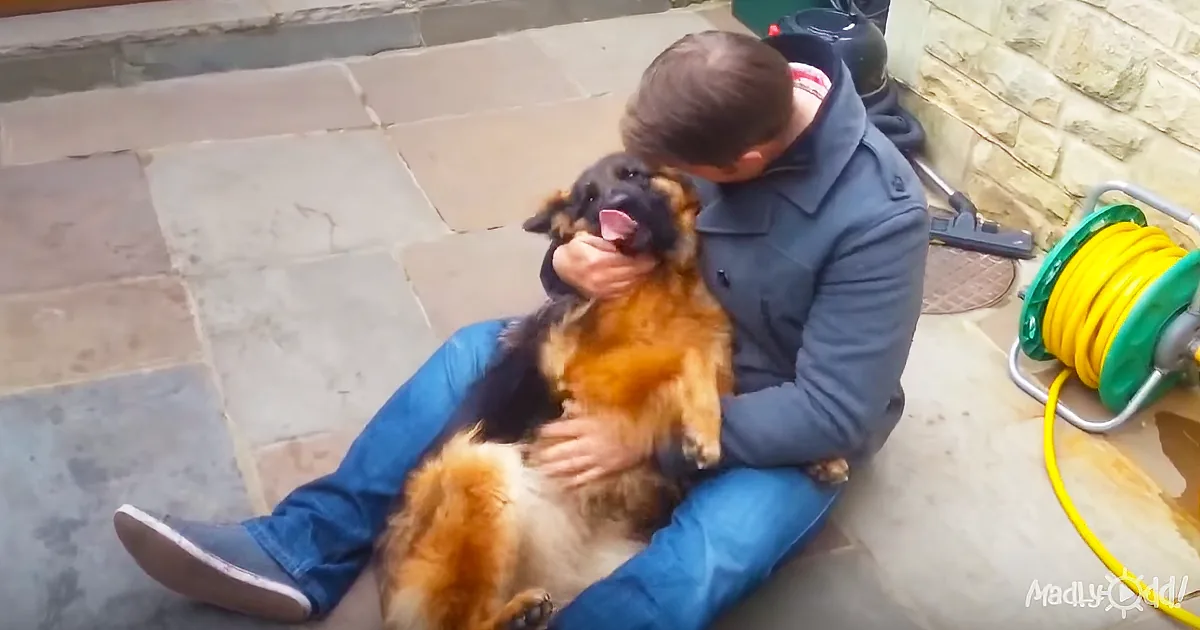 Reunion Between Man and Dog After Months Apart Surpasses 1 Million Views