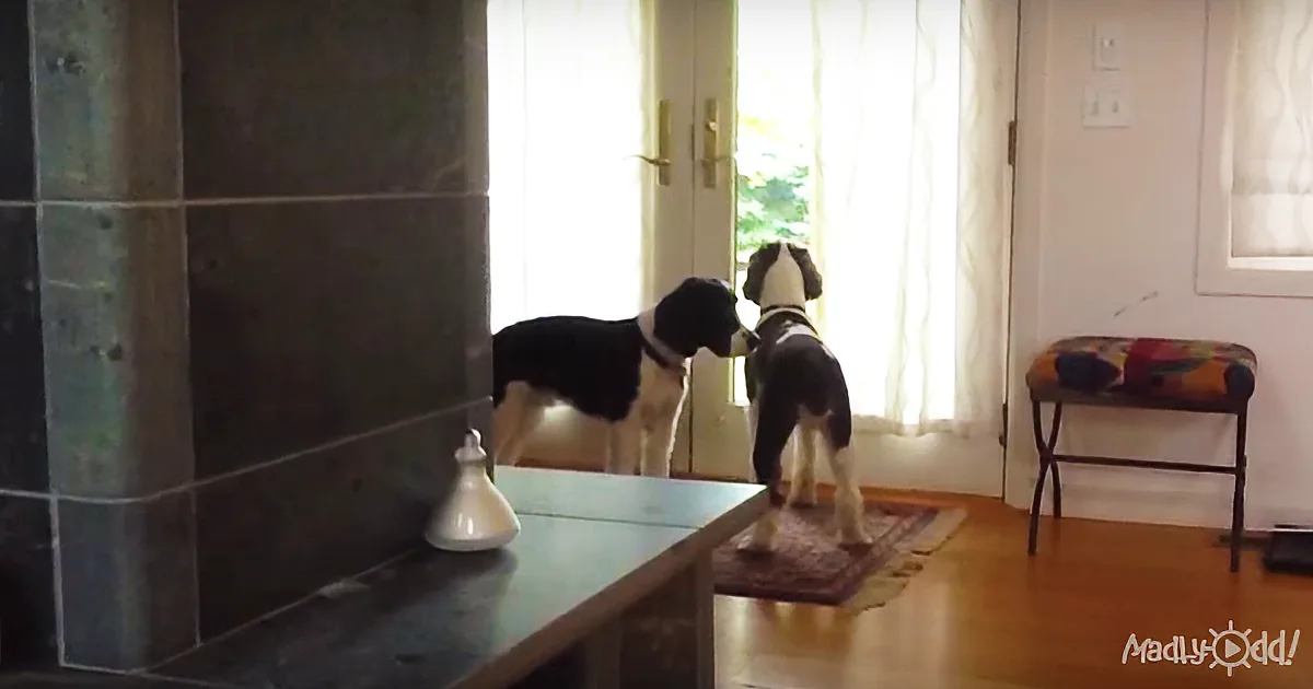 Dog Mom of Two Records Her Pups After She Leaves for Work, Captures Footage That''s Melting Hearts
